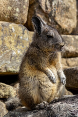 Cute Chinchilla
