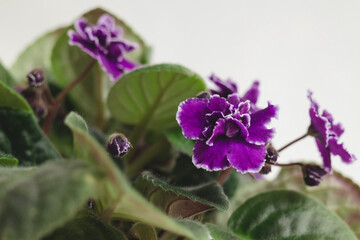 Violet Sainpaulias flower or African Violet on a white background.