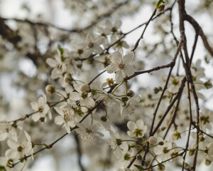 Spring garden in bloom. Cherry plum tree blossoms.