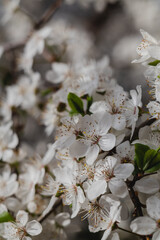 Cherry plum flowers on a flowering tree on a blurred background. Spring garden in bloom.