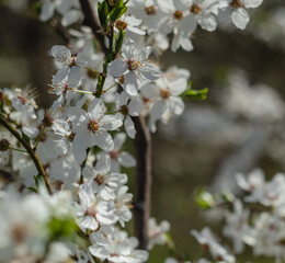 Cherry tree in blossoms in the garden. Garden in white bloom. Spring background.