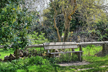 bench in the forest