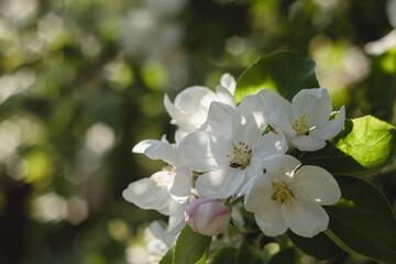Fototapeta premium Apple tree blossom on a green blurred background in a spring garden. White apple flowers close up.