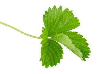 One green strawberry leaf isolated on white background.