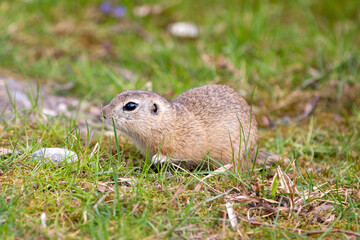 European ground squirrel also souslik (in german Europäischer Ziesel also Schlichtziesel)...