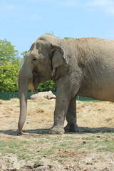 Elefante allo zoo safari di Ravenna