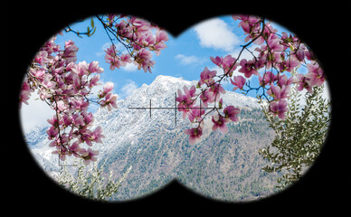 View at blooming magnolia in front of mountain with snow and blue sky. Magnolia, magnoliaceae. Alps...