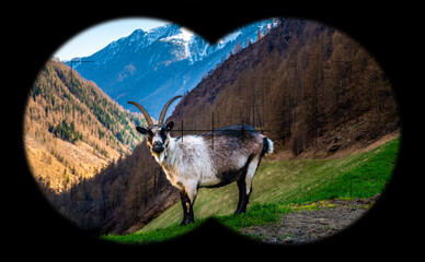 View at a goat, billy goat in the mountains, alps through field glasses, binoculars