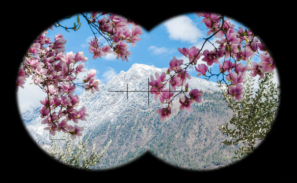 View at blooming magnolia in front of mountain with snow and blue sky. Magnolia, magnoliaceae. Alps through field glasses, binoculars