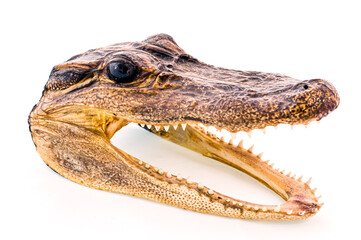 Resin alligator head souvenir from Lousiana.