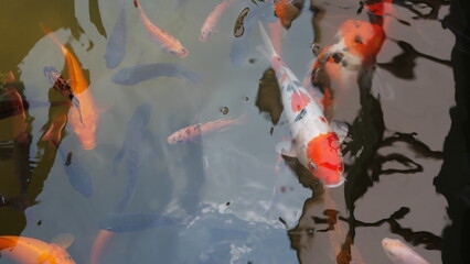 swim, aquatic, underwater, animal, pet, goldfish, tank, aquarium, colorful, fish, orange, black,...