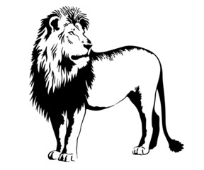 lion illustration vector