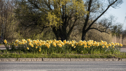 Vårblommor Springflowers daffodil - 504769917