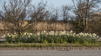 Vårblommor Springflowers daffodil - 504769929