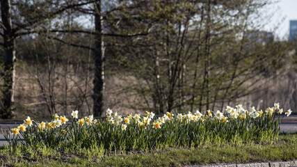 Vårblommor Springflowers daffodil - 504769936