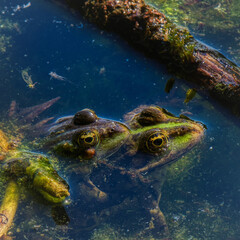 Grenouille rieuse - pelophylax ridibundus - accouplement

