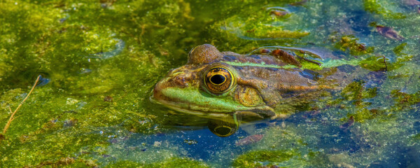 Grenouille rieuse - pelophylax ridibundus
