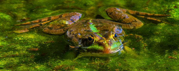 Grenouille rieuse - pelophylax ridibundus
