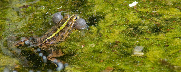 Grenouille rieuse - pelophylax ridibundus -  gonflement des sacs vocaux - coassant
