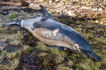Short beaked common dolphin calf washed up on a beach and partially decayed.