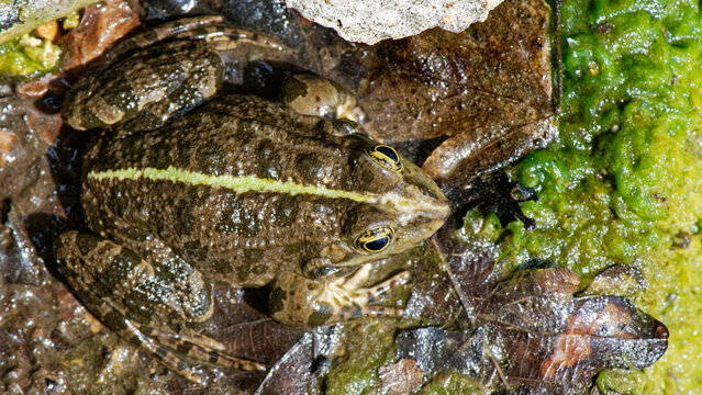 Grenouille rieuse - pelophylax ridibundus
