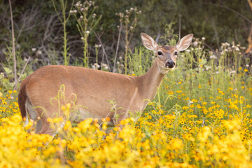 Fototapeta premium Deer in a field of wildflowers in Myakka River State Park, Sarasota County, Florida