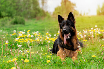 German shepherd dog in  harness out for a walk lying  on the grass in sunny  spring day