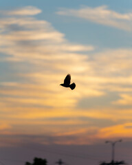 Fototapeta na wymiar Bird silhouette on beautiful sunset background. Great for a prayer card.