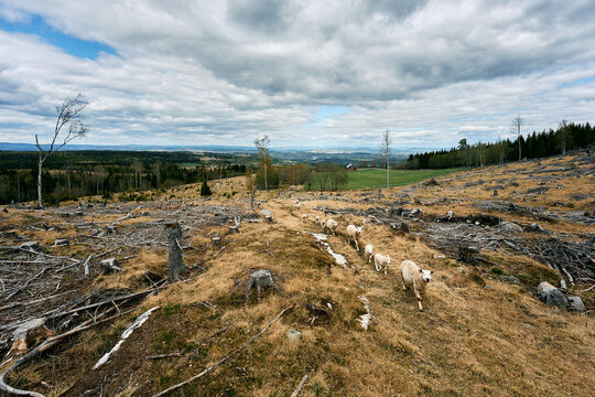 a flock of sheep wanders up to the totenåsen hills, norway, in spring