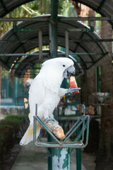 White-Crested Cockatoo bird eating apple in the zoo