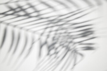 Shadow of palm leaves on a white background. Top view, flat lay.