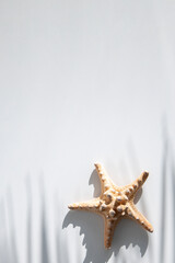 Starfish under the shadow of palm leaves on a white background. Top view, flat lay.
