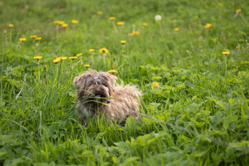 Dog in the meadow - 504772926