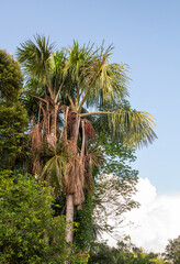 Fototapeta premium Aguaje Palm tree laden with Aguaje fruit in the Peruvian Amazon