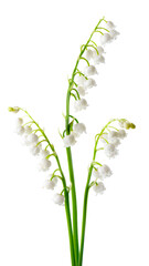 Lily of the valley isolated on white background. Convallaria flowers.
