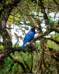 blue jay bird on tree in brazil