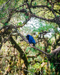 blue jay bird on tree in brazil