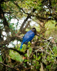 blue jay bird on tree in brazil