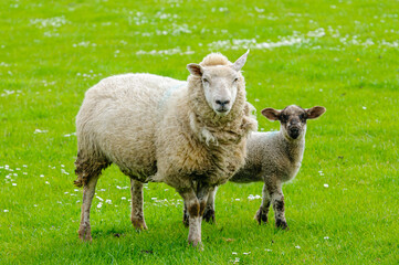 Obraz premium Ewe and new born lamb