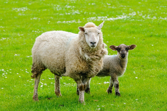 Ewe and new born lamb