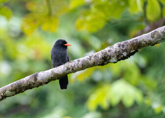Black-fronted Nunbird perching on a branch on the Yarapa River in the Peruvian Amazon