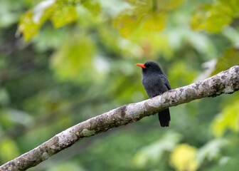 Black-fronted Nunbird perching on a branch on the Yarapa River in the Peruvian Amazon