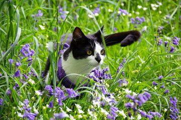 Lovely black and white cat out on adventures in the bluebell wood with her owner, she wears a harness and lead to keep her safe on a Spring day in rural Shropshire.