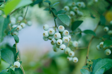 初夏に実り始めた家庭菜園のブルーベリー