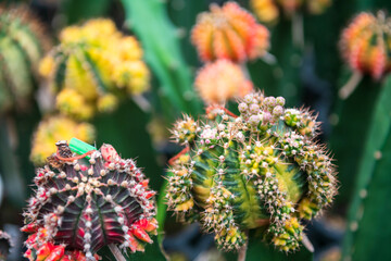 Closeup colorful cactus flowers at farm