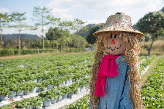 Cute scarecrow girl with rattan hat in strawberry farm