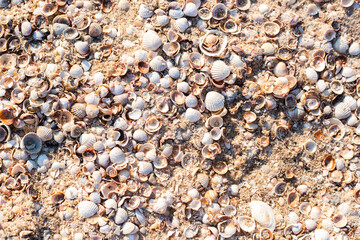 Background with beautiful seashells on the beach. Top view, flat lay