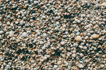 Background with beautiful seashells on the beach. Top view, flat lay