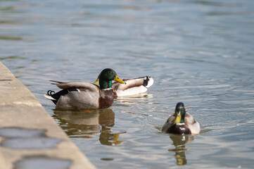 Duck in the Garrone River in Sunny day in Toulouse, France in summer 2022