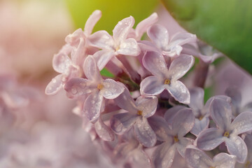 close up of lilac flowers in the spring warm day. Beautiful nature scene with blooming tree and sun flare. Spring flowers. Springtime Space for text.